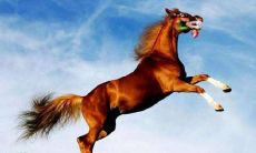 属马人为什么不适合戴玉 最适合佩戴什么物品