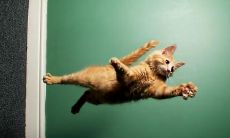 安榛姓名评分87分