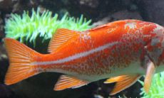 鱼缸正对入户门聚财还是漏财 放在哪里最旺财