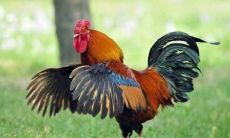 2005年的属鸡男孩2022年运势好吗