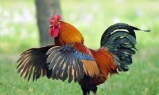 2005年属鸡的人2021年运气怎么样