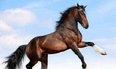 1990年属马人2022年运势 90年生肖马每月运程详解完整