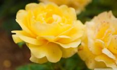 安银姓名评分75分