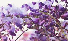 给新宝宝取名字 象征希望和幸福的名字