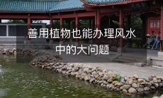 善用植物也能办理风水中的大问题