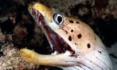 韩忠粮姓名评分86分