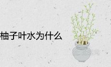 不能随便洗柚子叶水为什么 有哪些风水作用