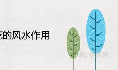 银柳干花的风水作用及摆放禁忌