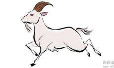 2003年出生的属羊人财运怎么样 正财方位在哪里