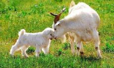 属羊人2021年佩戴什么可以改运气旺运