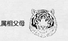 虎宝宝喜欢什么属相父母