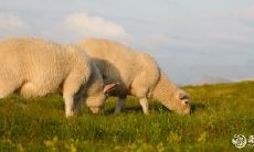 79年农历9月的羊是什么命 哪个生肖最偏爱属羊