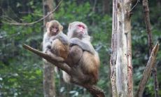 1968年属猴女2022年运势及运程详解