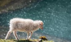 几点生的羊旺夫 属羊人几月出生命好