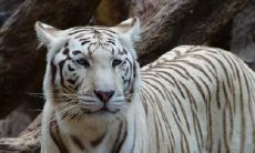 98年8月份的女虎是什么命 属虎人几月出生命最好