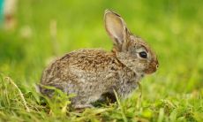 属兔住几楼最好吉利和朝方向是哪里