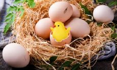 属鸡为什么不能做餐饮 属鸡人适合什么职业