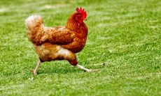 属鸡为什么住12层不好 属鸡人买房注意事项