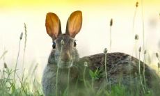 87年属兔最难的几年 87年属兔怎么提升运势