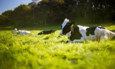 属牛男宜配偶的生肖 属牛男的婚姻观怎么样