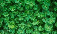 2023年兔年4月11日、12日买车吉利吗