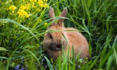 1975年属兔幸运色是什么 忌讳什么颜色