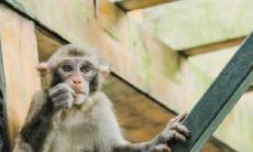 属猴2023.3.5运势 有加薪的可能