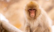 为什么四月猴子满山溜 属猴几月生好命