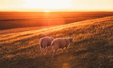 属羊供奉哪个大日如来佛 怎么佩戴本命佛