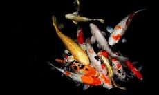 属龙2021.9.15运势 巧遇佳人