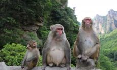 属猴2021.12.16运势 是个靠谱的人