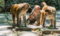 属猴2021.12.8运势 心情沮丧