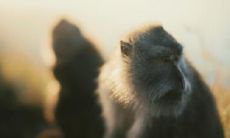 属猴2021.12.7运势 感情没有波澜