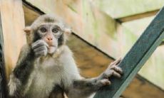 属猴2021.12.2运势 做事没效率