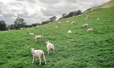 有没有属羊的皇帝 历代属羊的皇帝有哪些