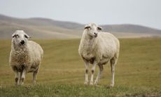 九月羊破月什么意思 属羊九月出生命好吗