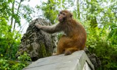 四月猴空中溜是什么意思 犯月是什么意思