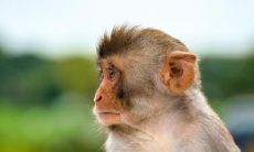 属猴2021.10.4运势 会有人助一臂之力