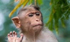 属猴2021.9.9运势 运势下降