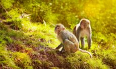 属猴2021.9.8运势 财运上升