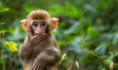 属猴2021.9.6运势 感情运十分不理想