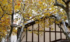 山西立秋吃什么传统小吃 山西的传统饮食