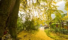 重庆立秋吃什么传统食物 立秋的饮食习俗